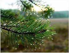 В Белово высажено уже более 1300 саженцев хвойных и лиственных пород деревьев